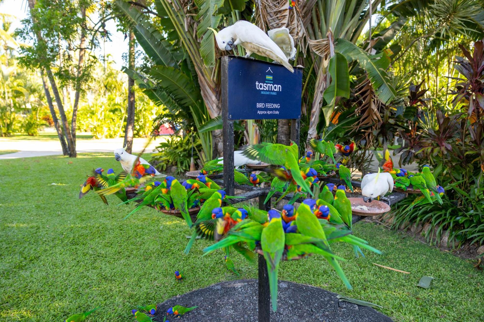 Tasman Holiday Parks - Airlie Beach Exterior photo